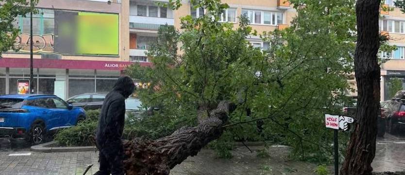 Ulewa nad Szczecinem. Przewrócone drzewo uszkodziło cztery auta