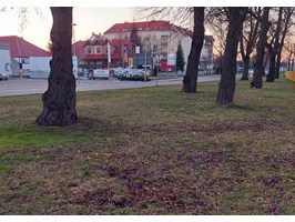 Krokusowe łany cieszą już w wielu miejscach Szczecina. Przyroda budzi się do życia 
