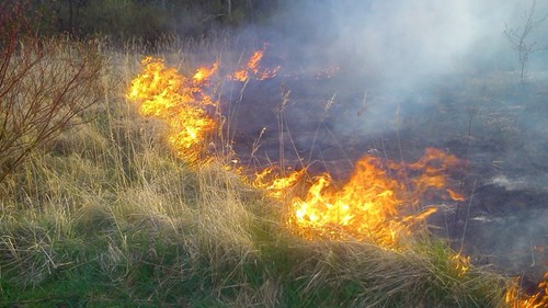 Pożar łąki - skutki wypalania traw