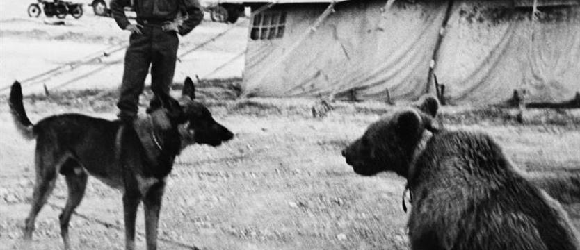 Szedł z Armią Andersa. Bojowy szlak misia Wojtka