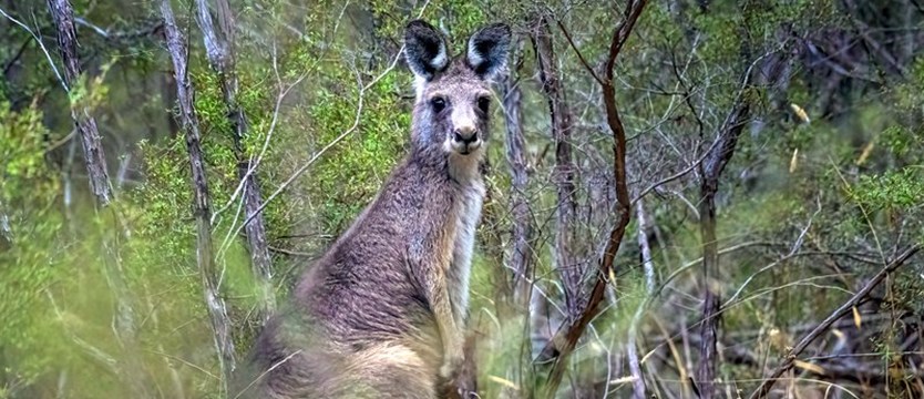 Znaleźli jednego kangura, odkryli ucieczkę innego