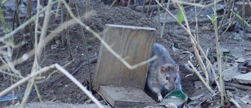 Szczury w mieście. Deratyzacja nie tylko zgodnie z harmonogramem