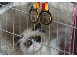 Międzynarodowa Wystawa Kotów Rasowych. Medalowy czas Ich Wysokości w Szczecinie