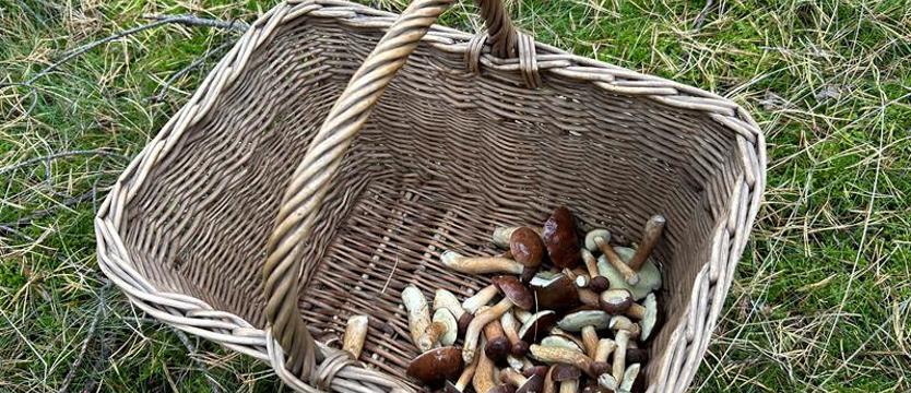 Bezpieczne grzybobranie. Zasady, o których warto pamiętać