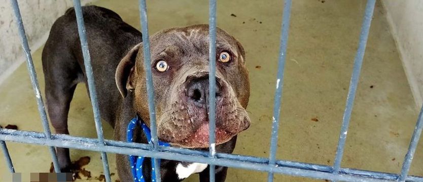 Chciał uśpić, a później porzucił psa rasy American Bully. Odpowie przed sądem