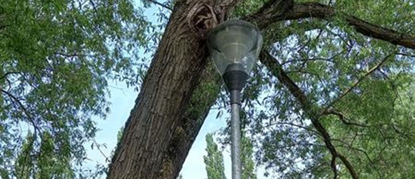 Lampa czy podpora w Parku Brodowskim?