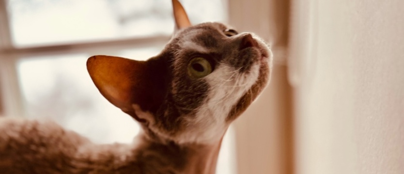 Zamek świętuje Dzień Kota