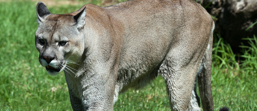 Gmina Polanów ostrzega: w naszych lasach grasuje puma!
