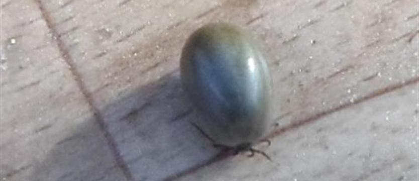 Małe, groźne i… lgną do ludzi