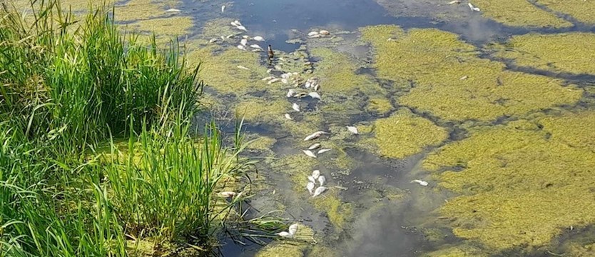 Śnięte ryby w jeziorku Słonecznym
