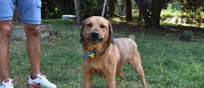 Weź mnie KURIEREM do domu. Kiedy Kedi stracił dom