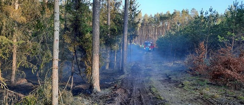 RCB ostrzega o dużym zagrożeniu pożarowym lasów w części trzech województw