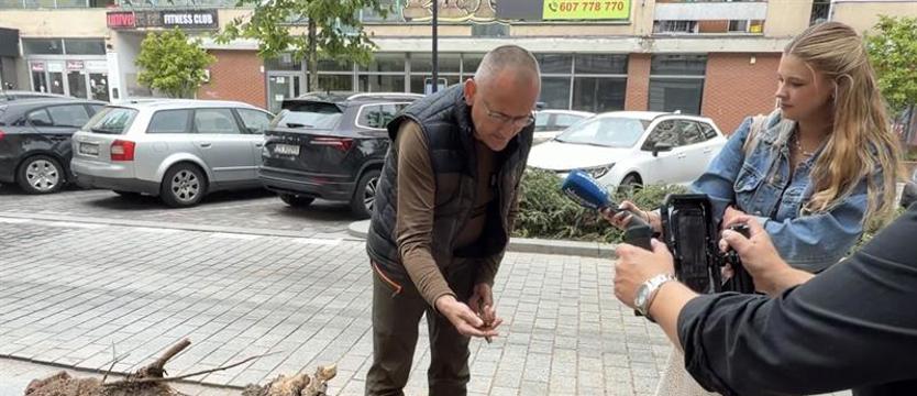 Dlaczego na auto spadło drzewo? Dendrolog w Alei Wojska Polskiego