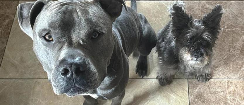 Kołobrzeskie schronisko bez Reksa