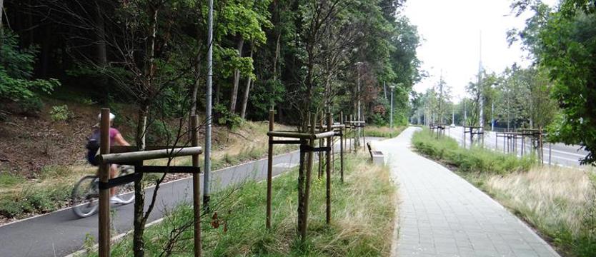 Za pętlą ul. Arkońskiej. Obraz martwych i usychających drzew [SONDA]