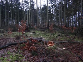 Szkoda drzew... Różne obrazy trwającej wycinki