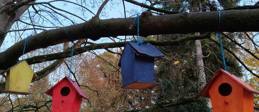 Niedziela i spacer wśród piór. Gil, kowalik, może kwiczoł?
