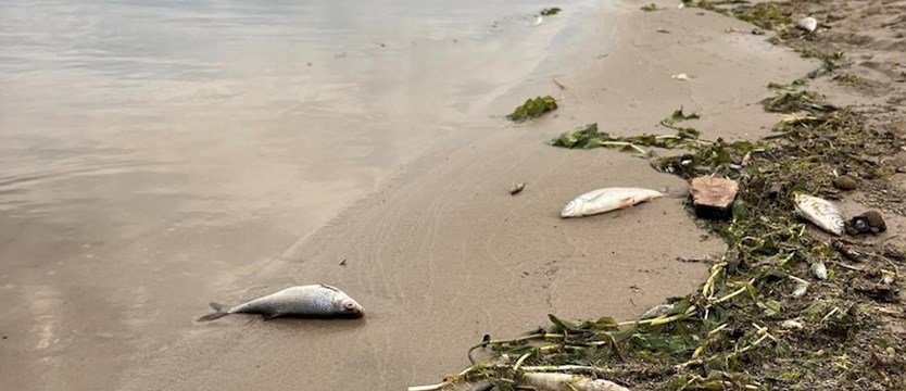 Śnięte ryby na plaży w Lubczynie