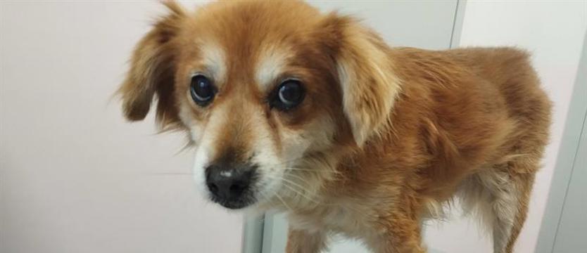 Domy, choćby na zimę dla Liska, Xeni, Buni i innych