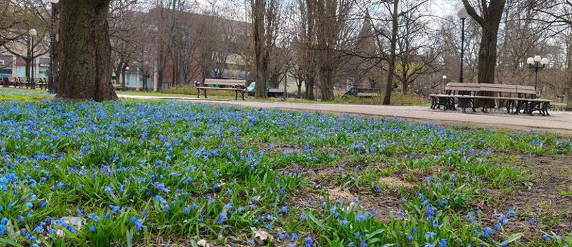 Błękit u stóp. Cebulice na szczecińskich zieleńcach