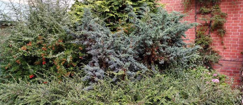 Finaliści konkursu "Cały Szczecin w kwiatach". Z miłości do natury