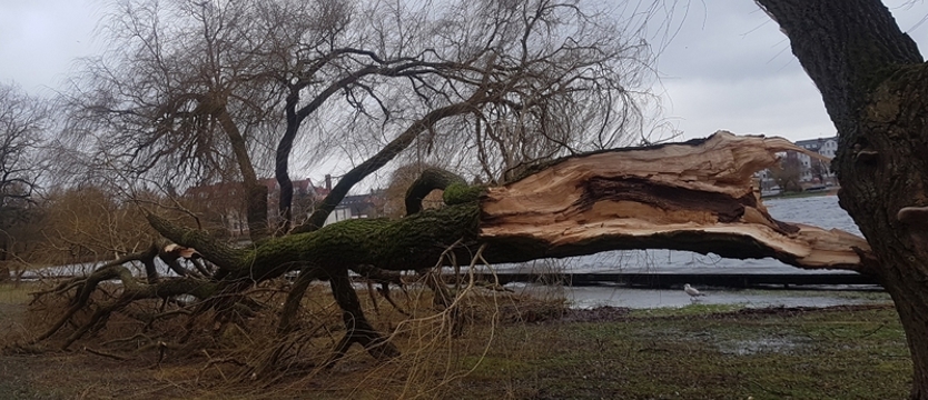 Trwa usuwanie powalonych drzew i naprawa linii energetycznych