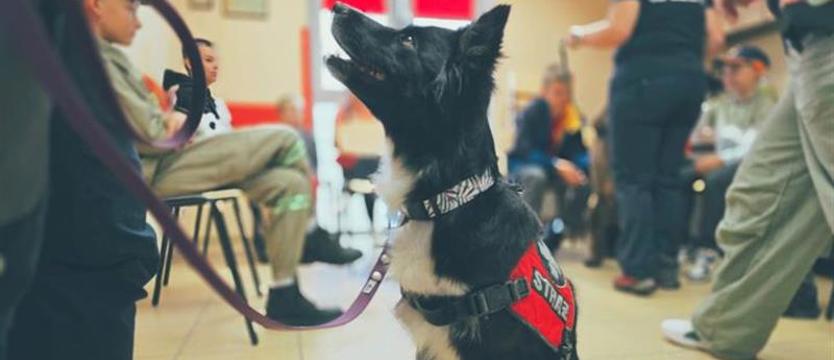 Pomnik Psa Ratownika w Wołczkowie