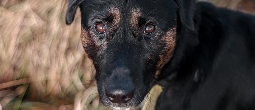 Weź mnie KURIEREM do domu. Banji w (pod)skokach