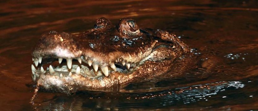 Aligatorzyca Marta kończy 93 lata. Zoo zaprasza na urodzinowe przyjęcie