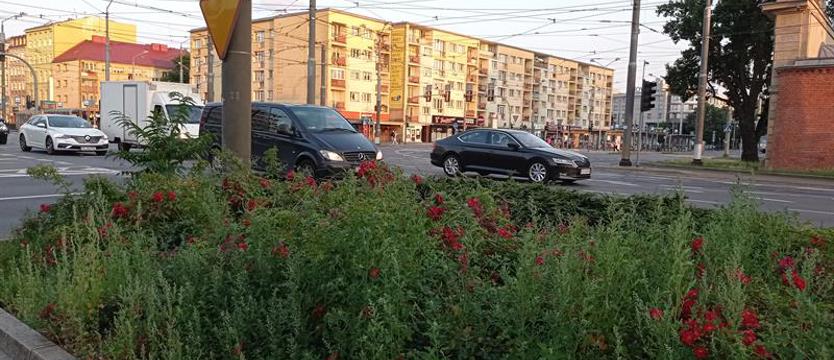 Szkoda róż z Bramy Portowej