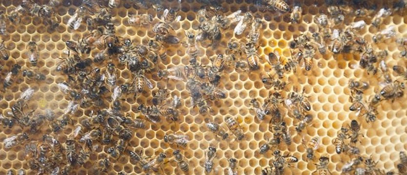 Na ratunek pszczelarzom. Pierwszy w Polsce Bank Pszczeli