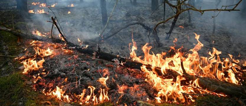 Płona lasy w regionie. Strażacy, leśnicy i samoloty w akcji