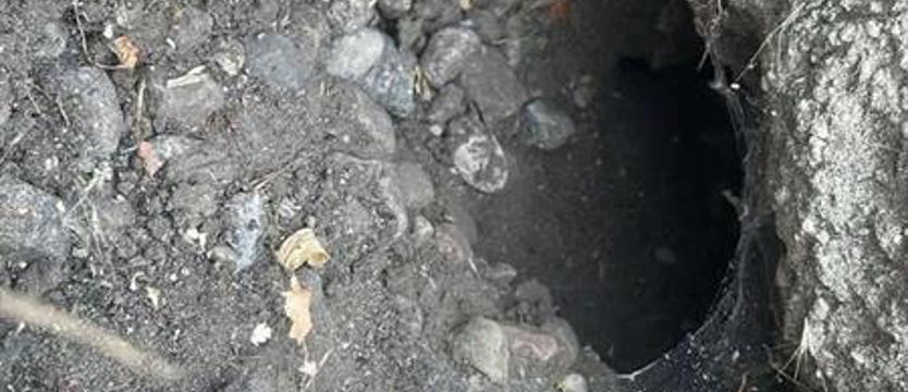 Szczury pod blokami. Spółdzielnia odpowiada na skargi mieszkańców