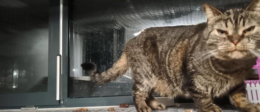 Schronisko od kuchni, fakty. Kot nr 244k/24, dmuchane mikołaje i... inne zwierzęta