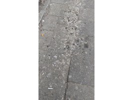 Gołębi problem na pętli autobusowej Kołłątaja