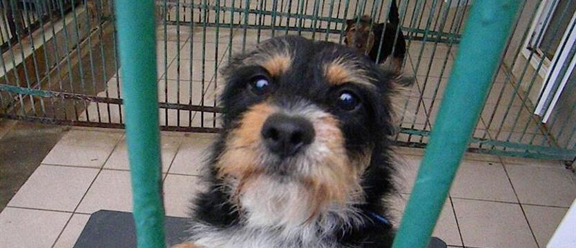 Schronisko dla Bezdomnych Zwierząt w Szczecinie znów zamknięte