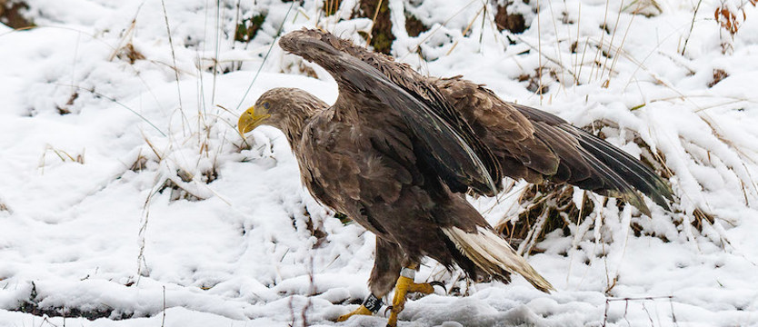 Bielik uratowany na terenie Nadleśnictwa Rokita