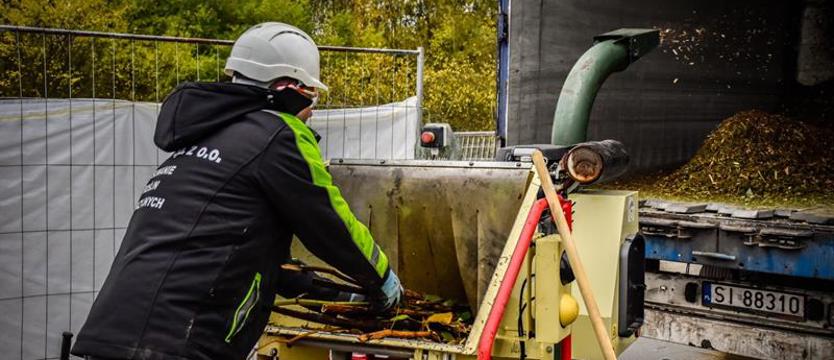 Usuwają ekspansywną roślinę. Trasa Północna bez rdestowca