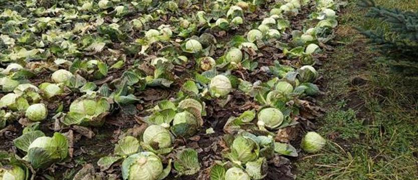 Rolnik z Warnic podzielił się plonami. Kapusta nie pójdzie na zmarnowanie