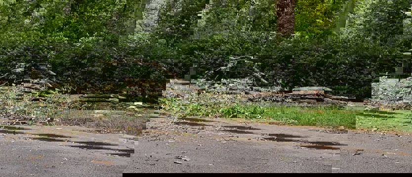 Silny wiatr i połamane drzewa w Szczecinie