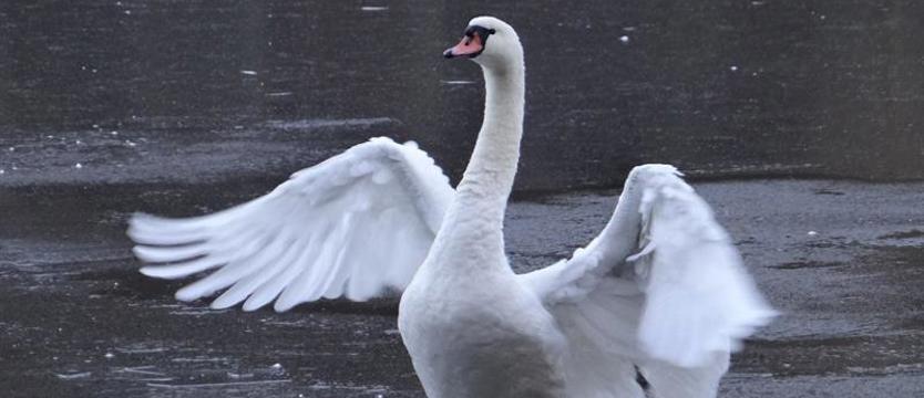 Łabędź wylądował na S3 pod Goleniowem. Jest na obserwacji