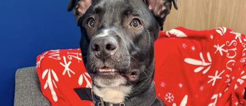 Weź mnie KURIEREM do domu. Czemu nie Kuki?