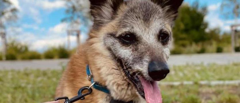 Weź mnie KURIEREM do domu. Dwaj seniorzy ze schroniska