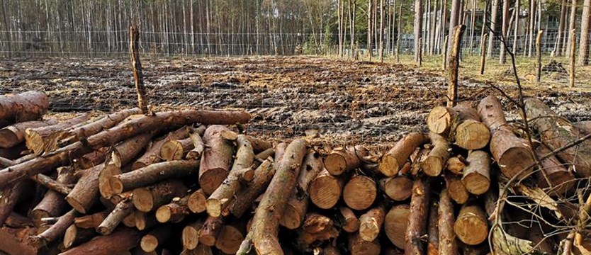 Nadleśnictwo zaprasza na wspólne sadzenie lasu w Łukęcinie. „Deweloperki nie planujemy”
