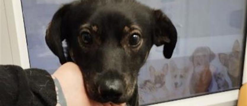 Psiaki z rudery czekają na przedświąteczny cud