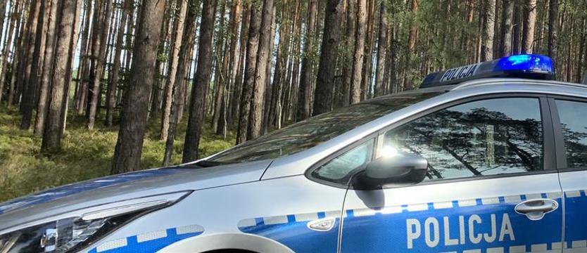 Atak niedźwiedzia w Podkarpackiem. Nie żyje 58-letnia kobieta