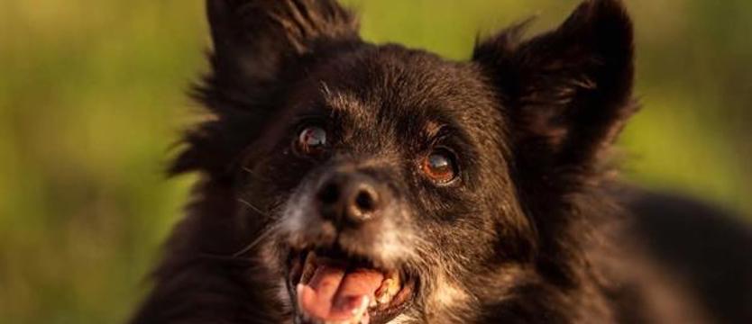 Weź mnie KURIEREM do domu. Frodo: nie trzeba słyszeć, żeby kochać