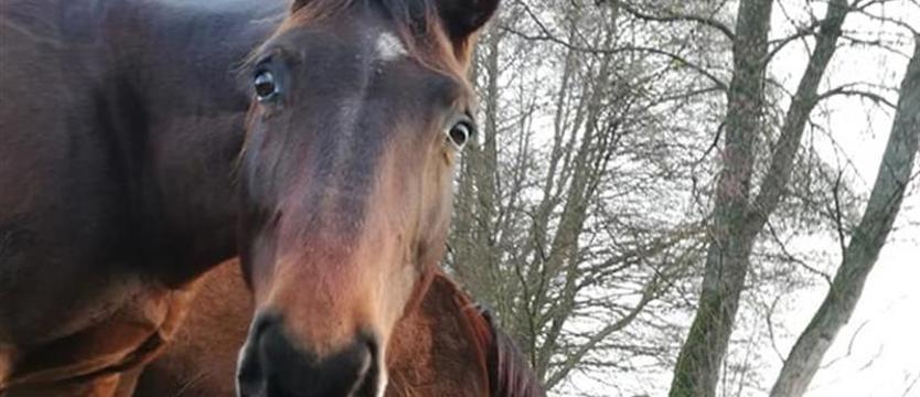 Prozwierzęca samowola i bezprawie. Ostatni zajazd w... Komorzu