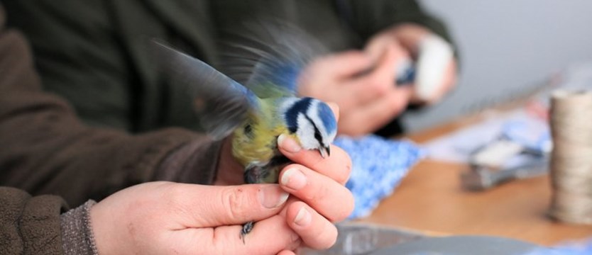 W ten weekend ornitolodzy w całej Polsce znakują ptaki. Każdy może pomóc