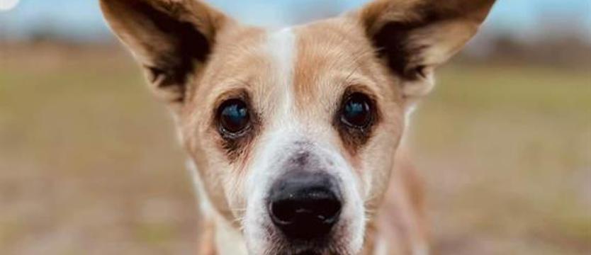 Weź mnie KURIEREM do domu. Misiek, czyli jak być kochanym